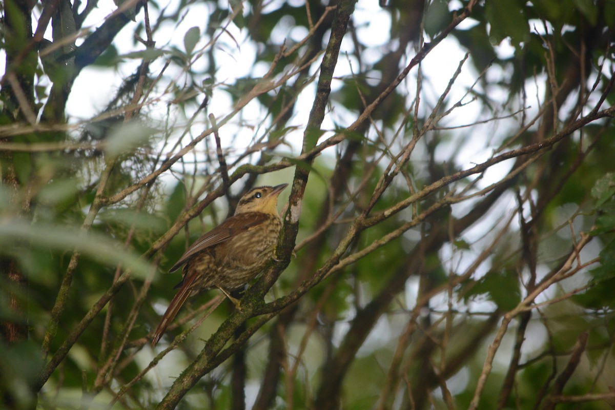 Pale-browed Treehunter - ML638203626