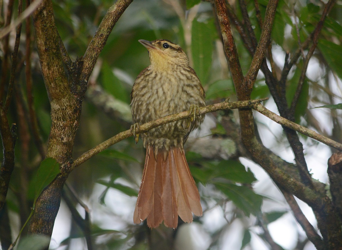 Pale-browed Treehunter - ML638203627