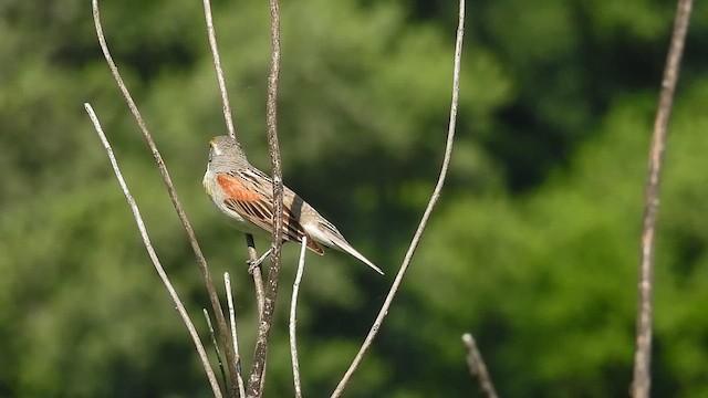 Dickcissel - ML638203649