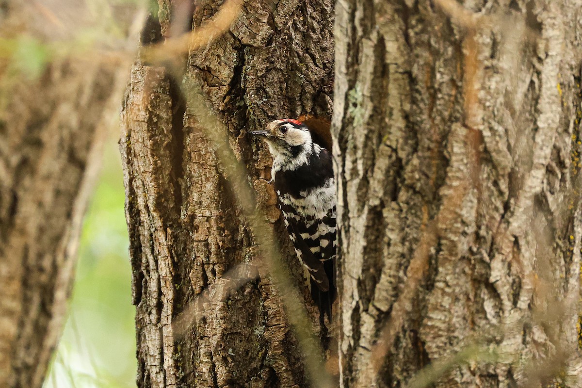 Lesser Spotted Woodpecker - ML638203665
