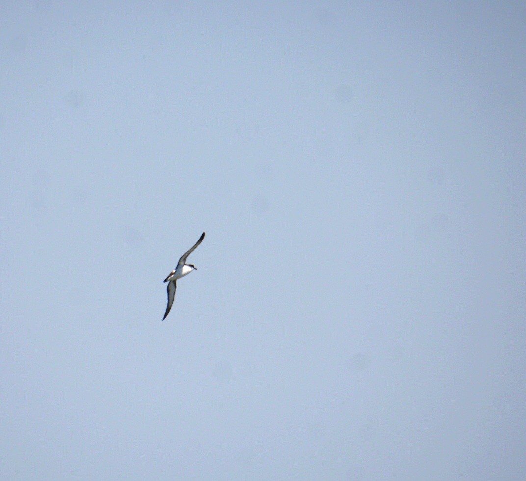 Manx Shearwater - ML638203669