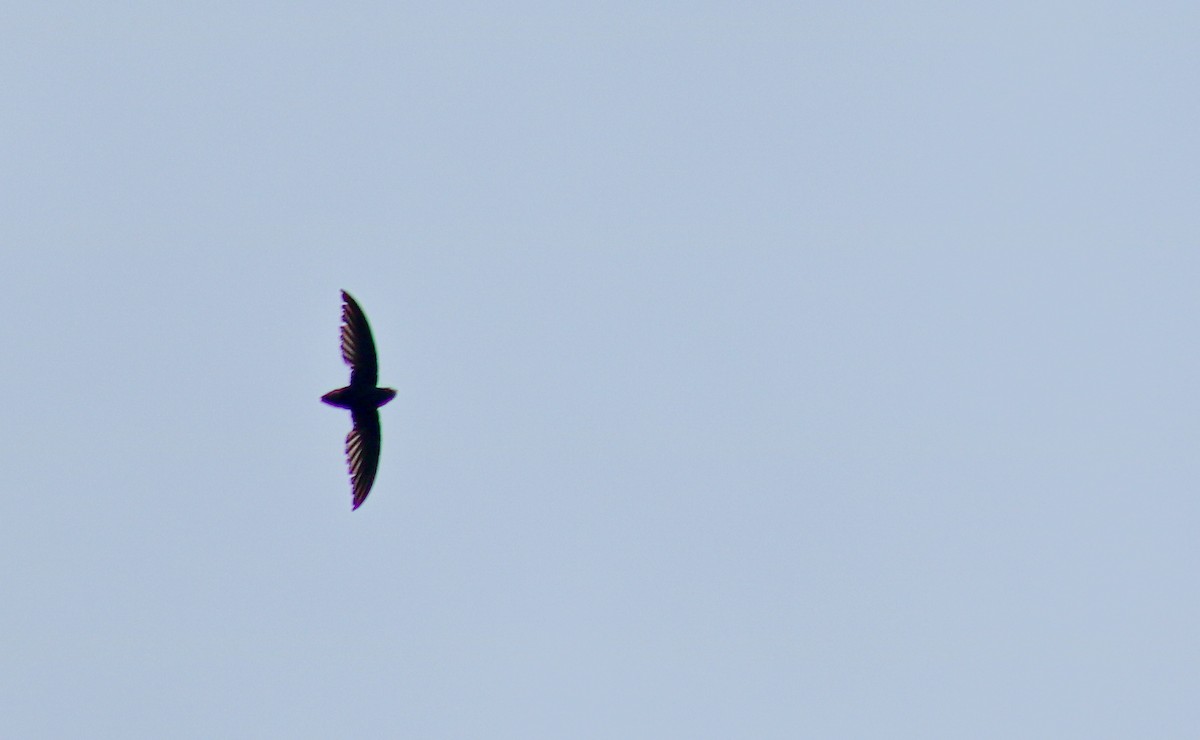 Short-tailed Swift - ML638203692