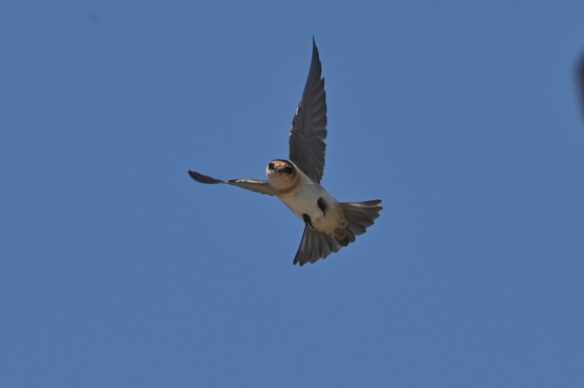Cave Swallow - ML638203722