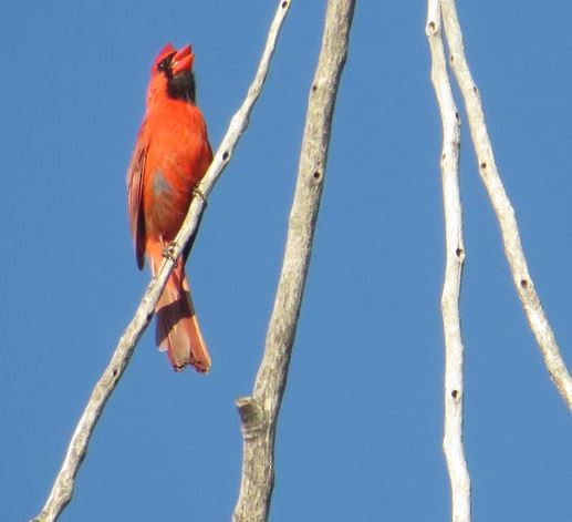 Rotkardinal [cardinalis-Gruppe] - ML638203730