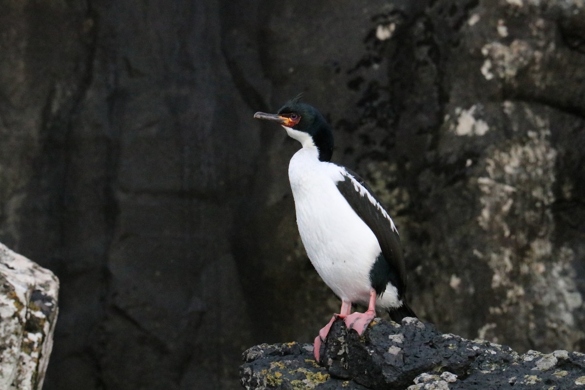 kormorán aucklandský - ML638203780