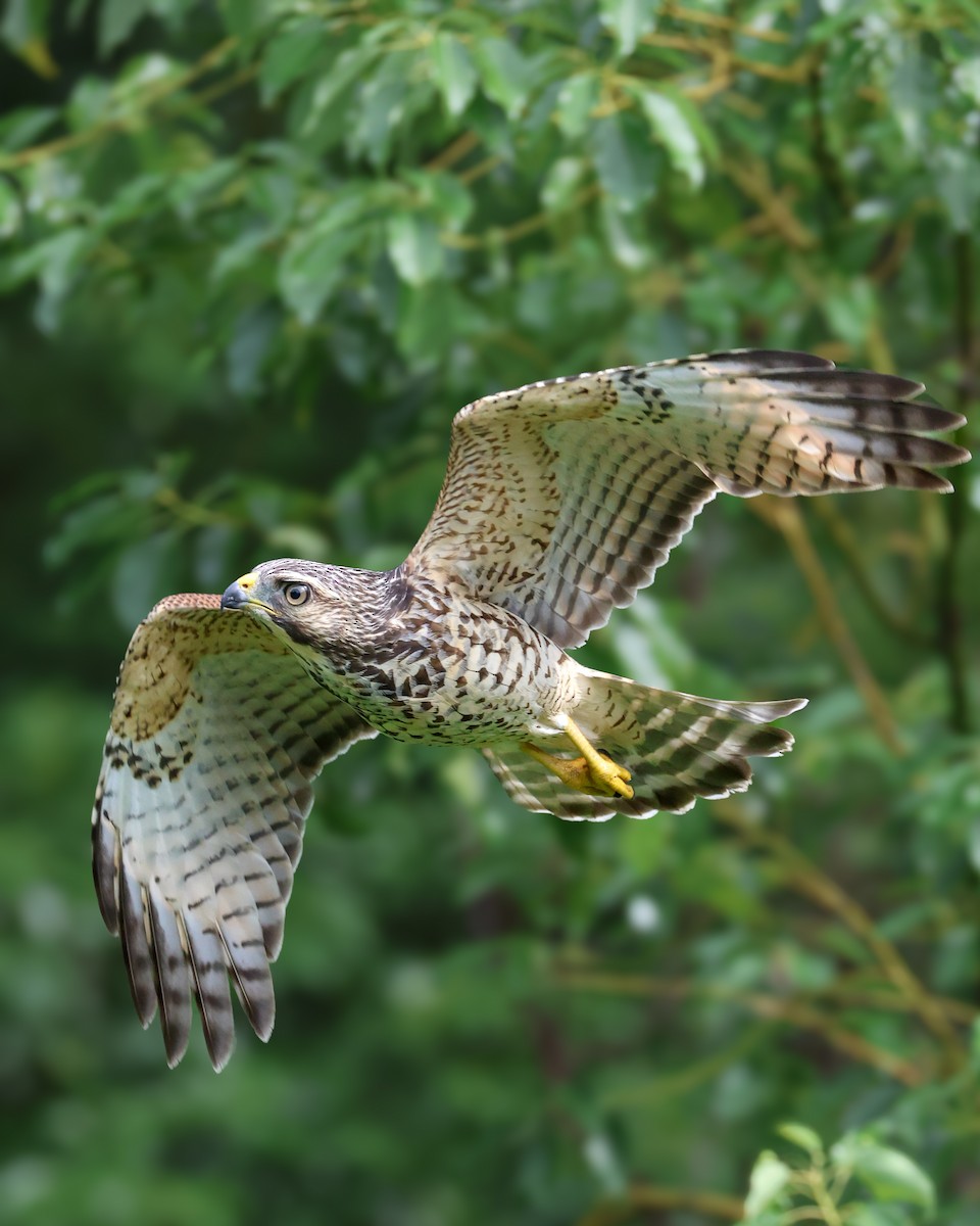 Red-shouldered Hawk - ML638203783