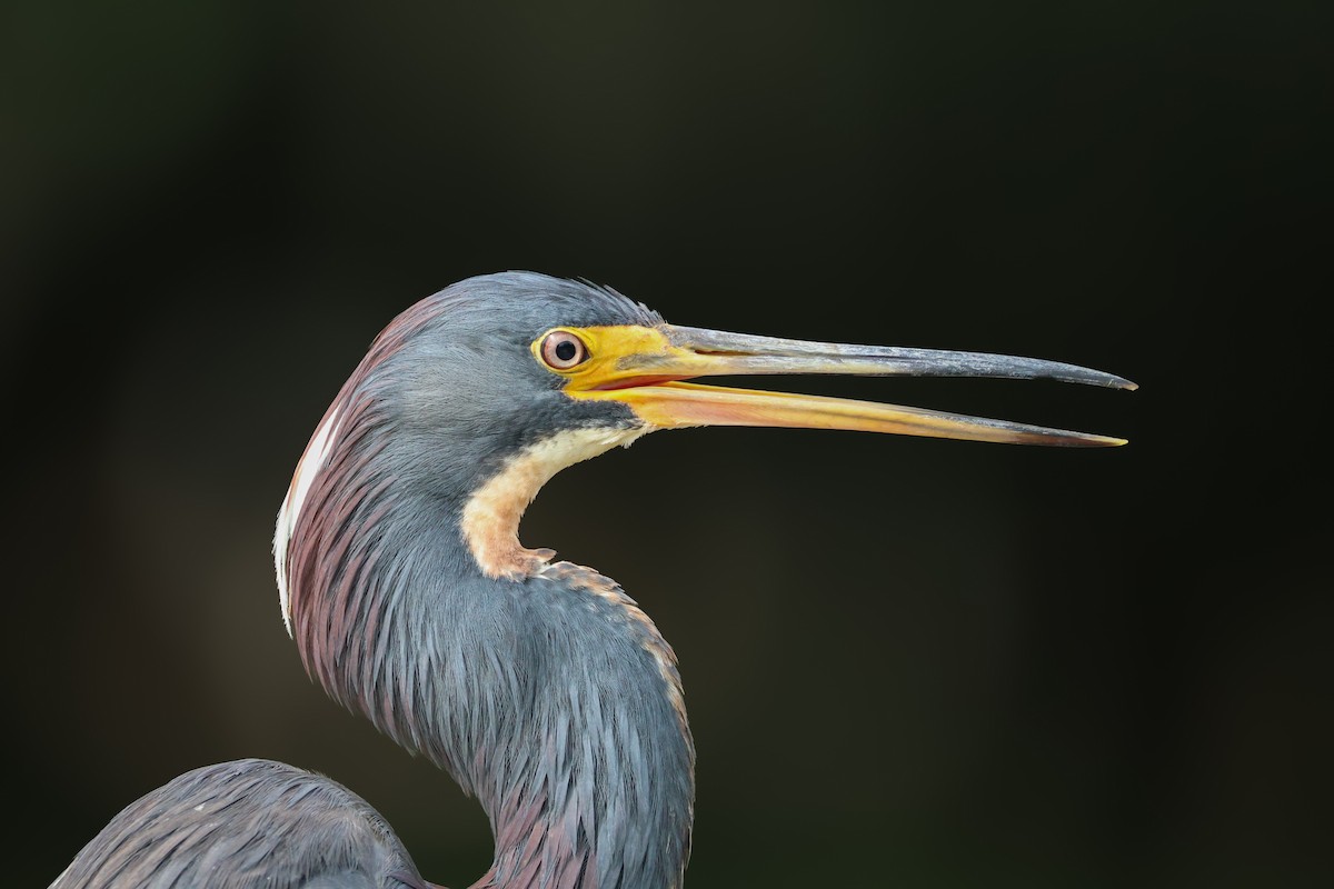 Tricolored Heron - ML638203789