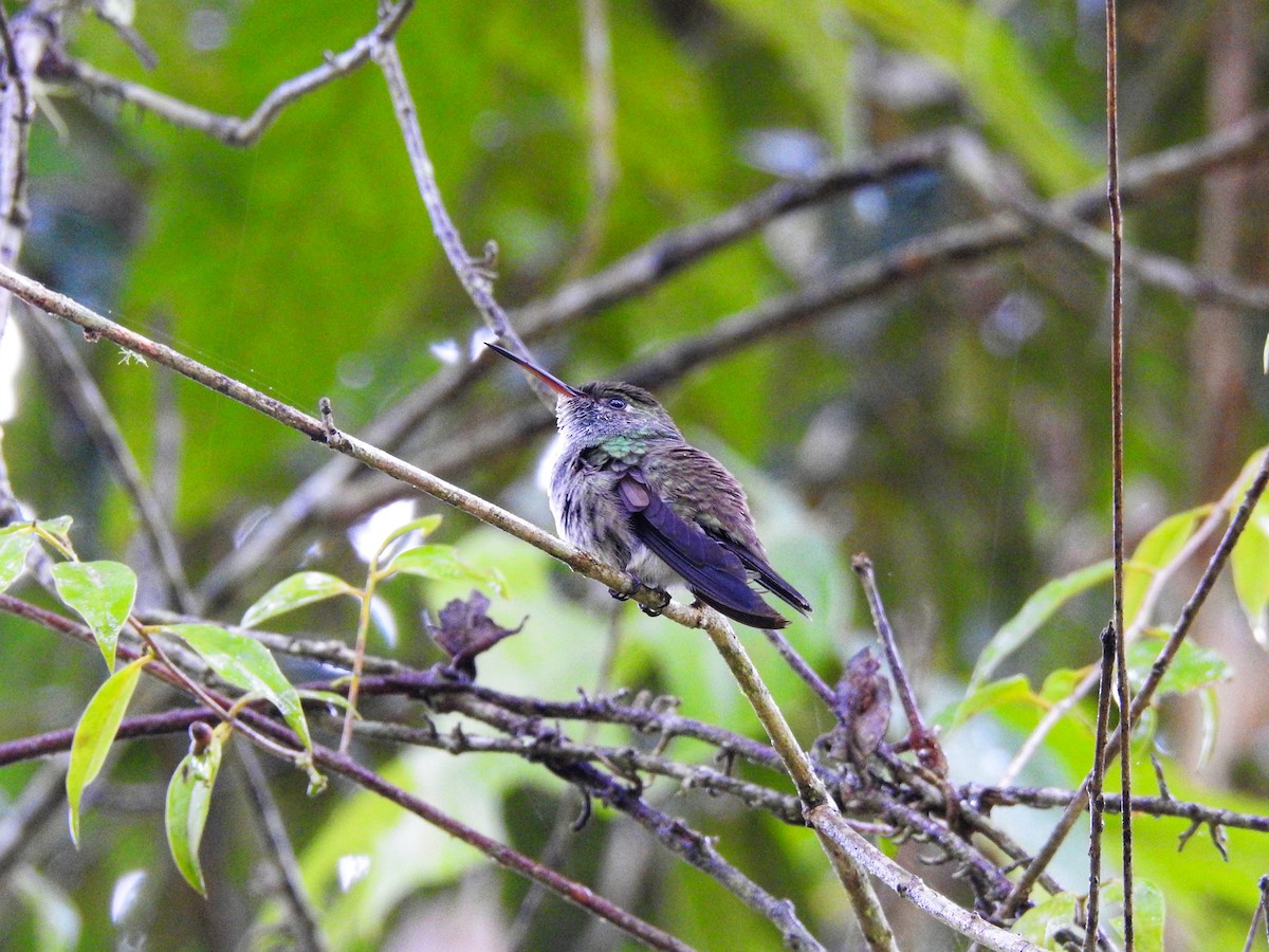 Versicolored Emerald - ML638203791