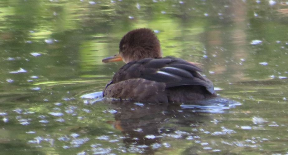 Kappensäger - ML638203809