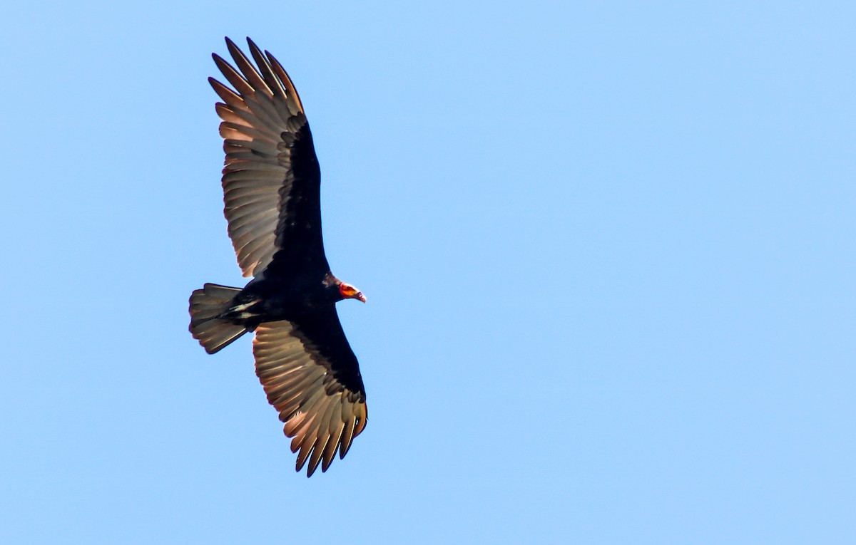 Lesser Yellow-headed Vulture - ML638203811