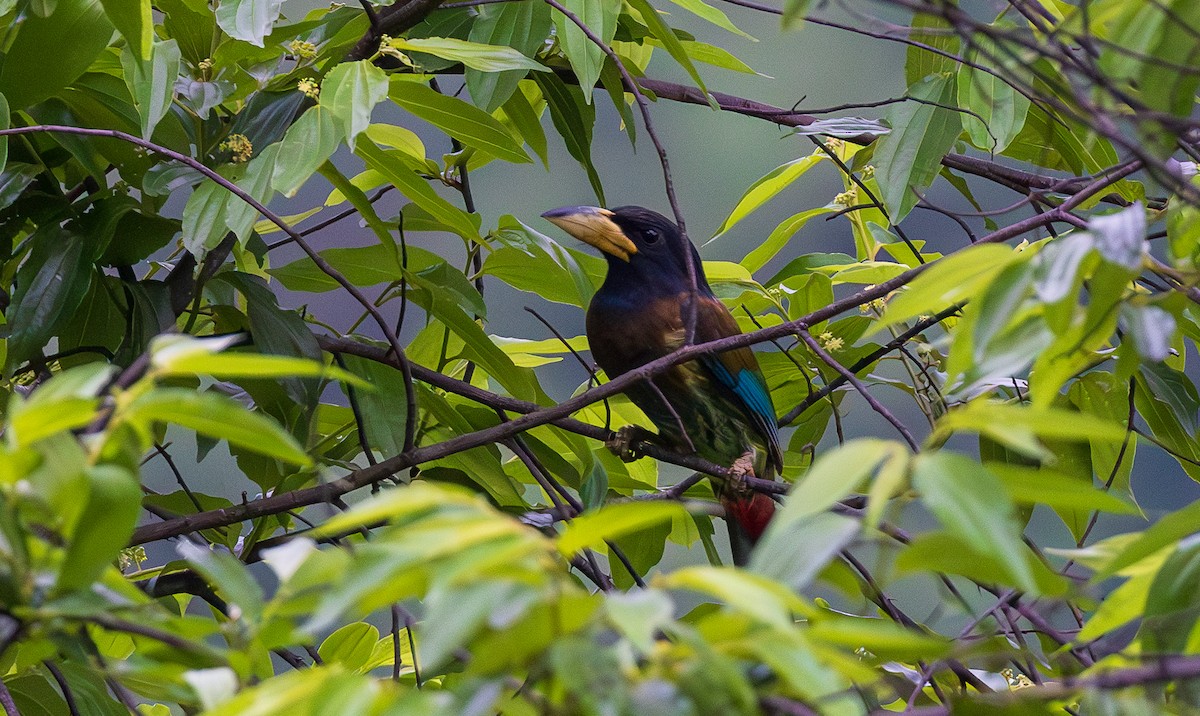 Great Barbet - ML638203829