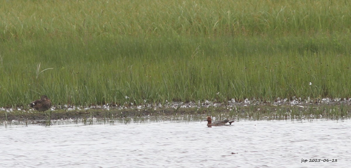 Eurasian Wigeon - ML638203846