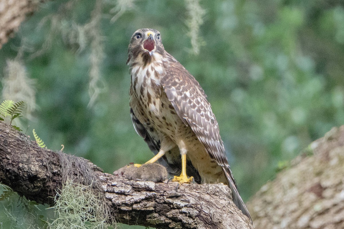 Red-shouldered Hawk - ML638203847