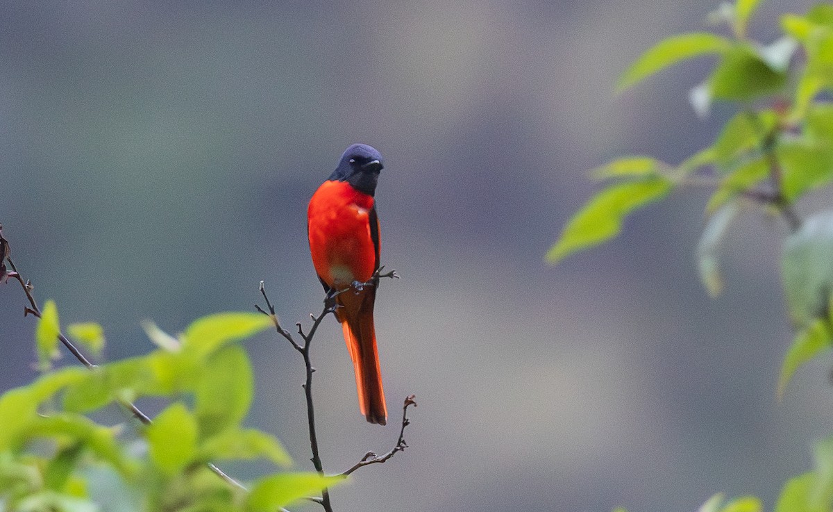 Short-billed Minivet - ML638203850