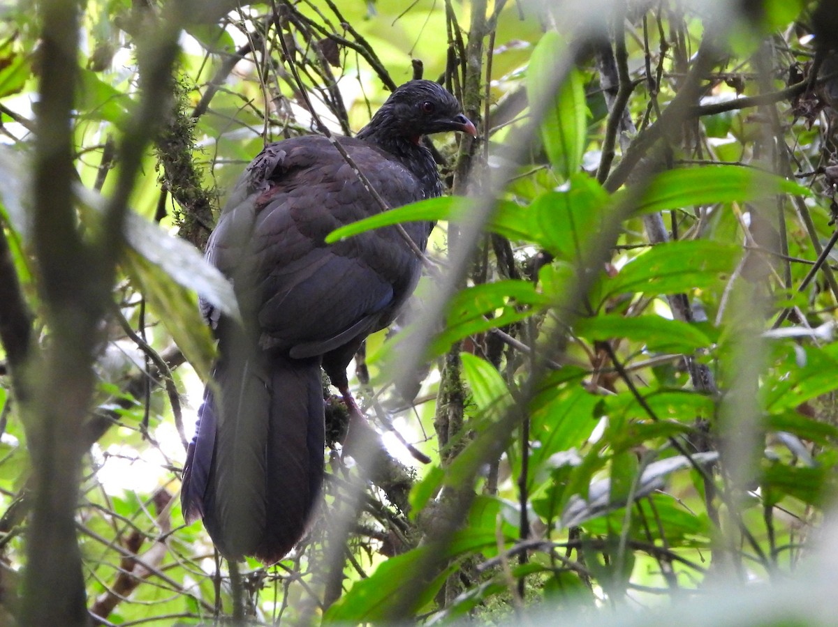 Andean Guan - ML638203853