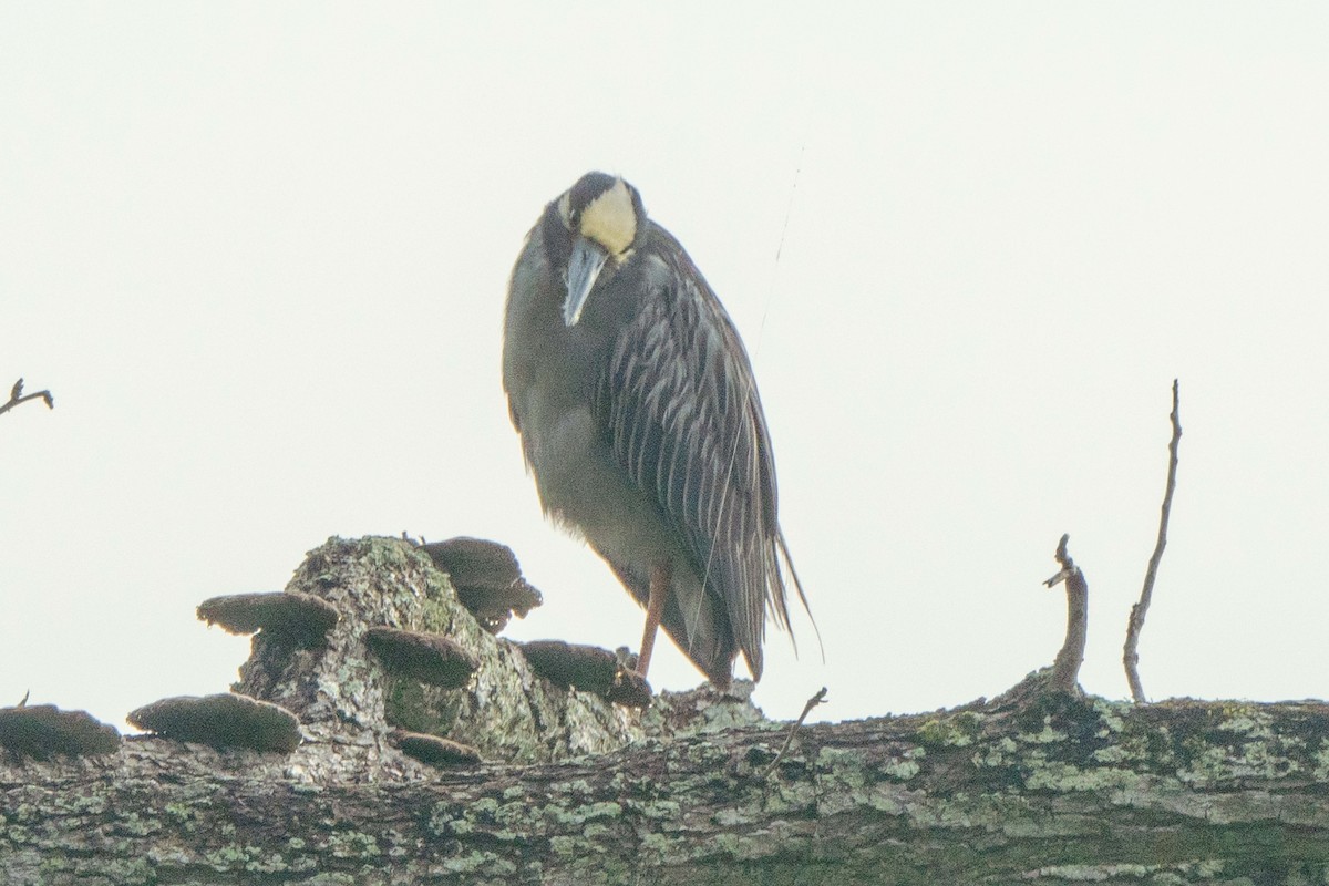Yellow-crowned Night Heron - ML638203862