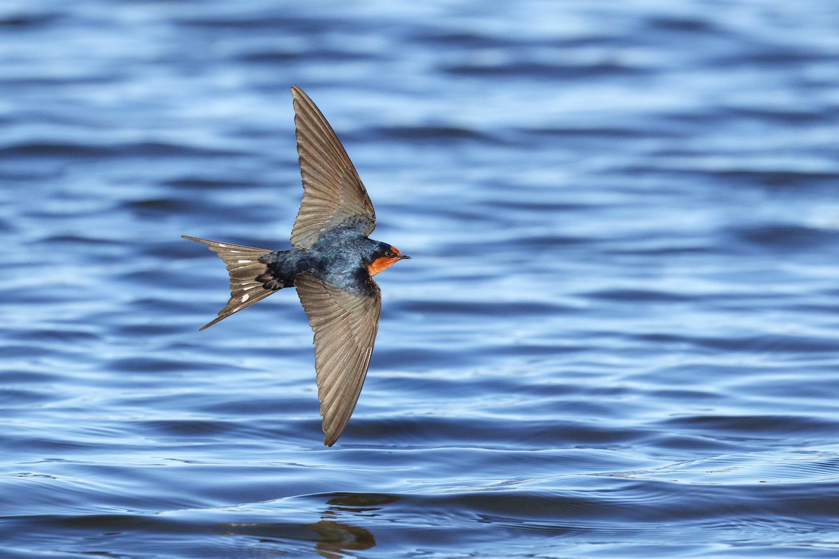Welcome Swallow - ML638203863