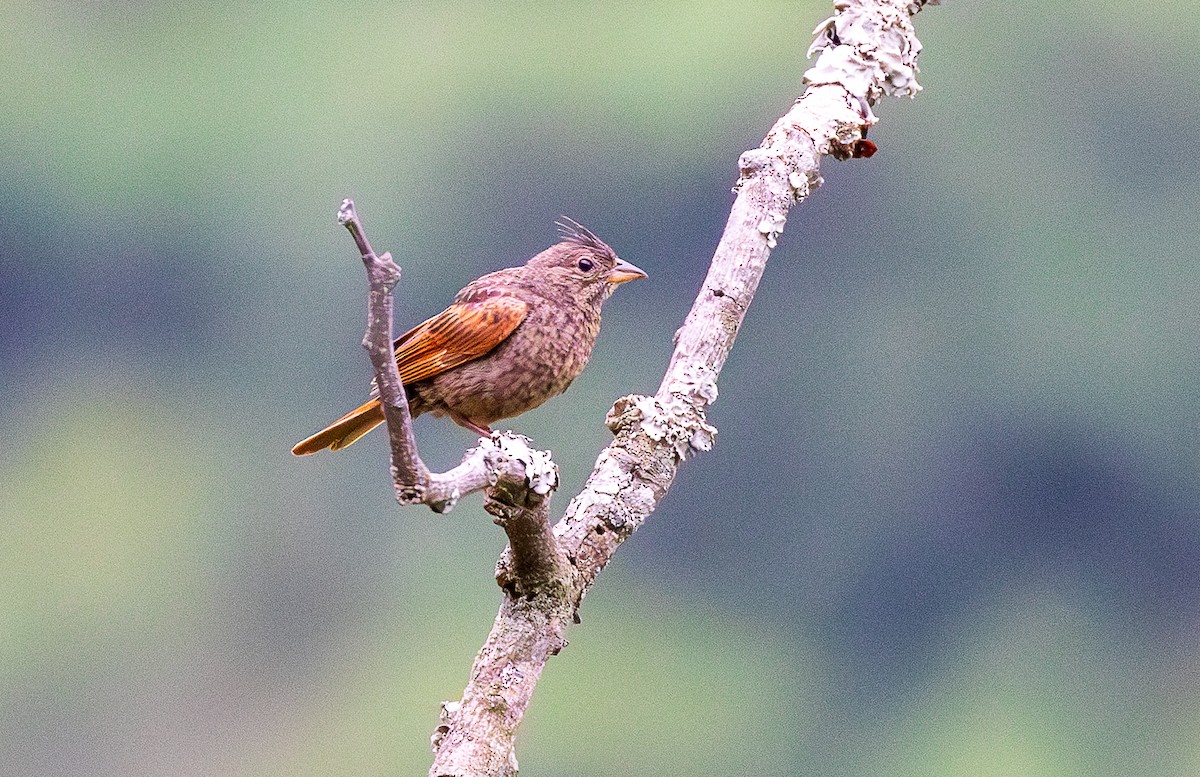 Crested Bunting - ML638203868