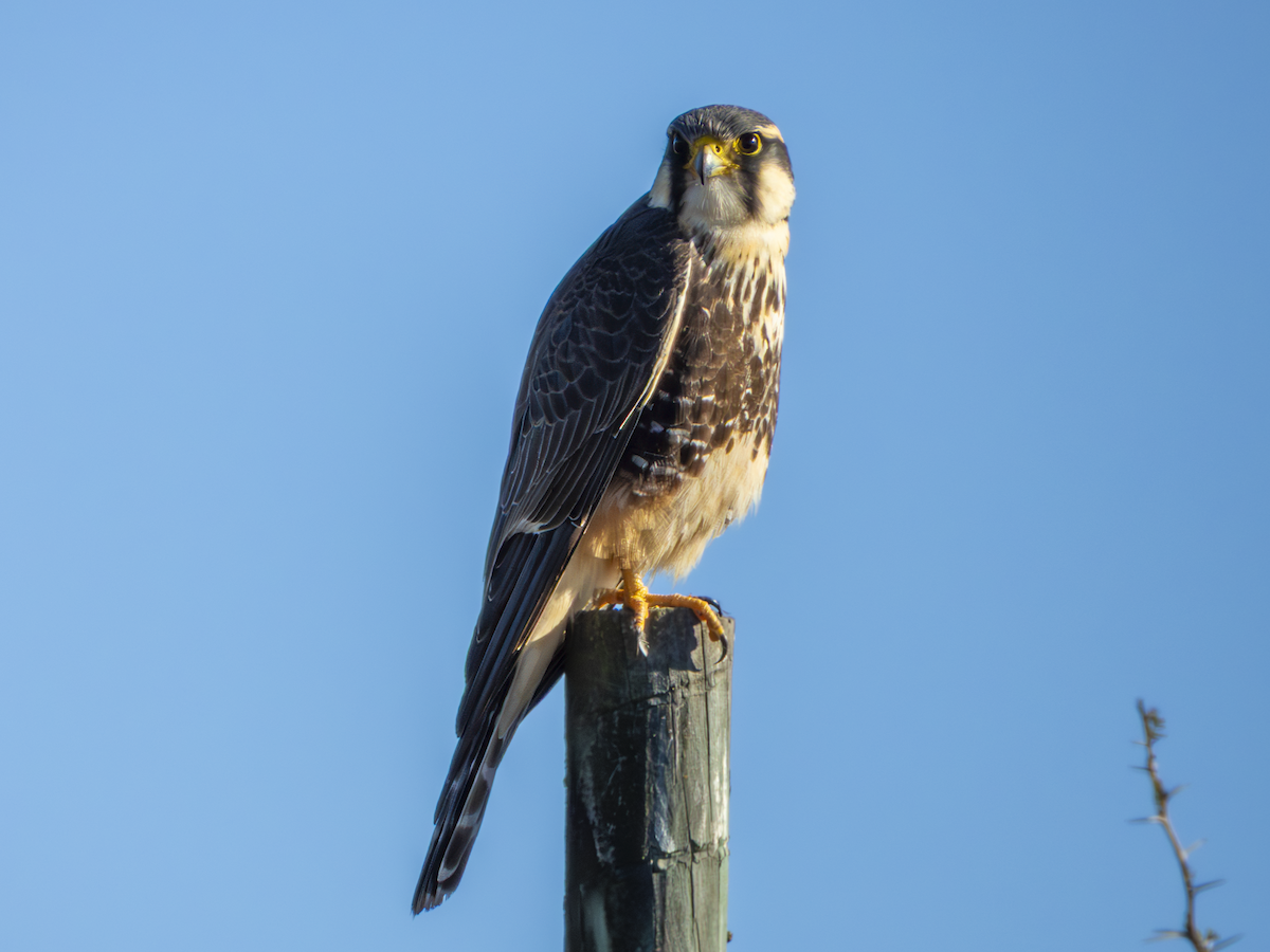 Aplomado Falcon - ML638203886