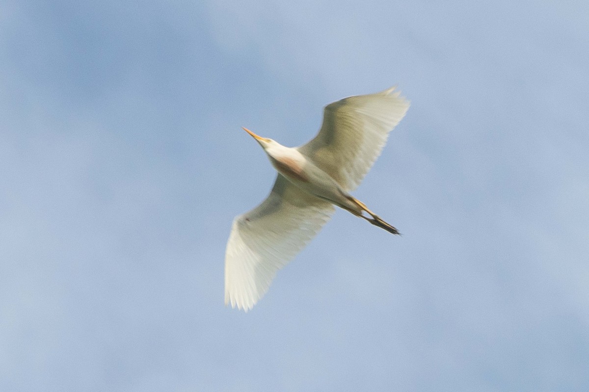 Western Cattle-Egret - ML638203887