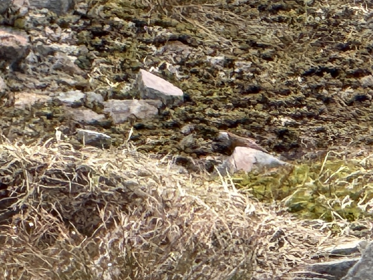 Gray-crowned Rosy-Finch - ML638203891