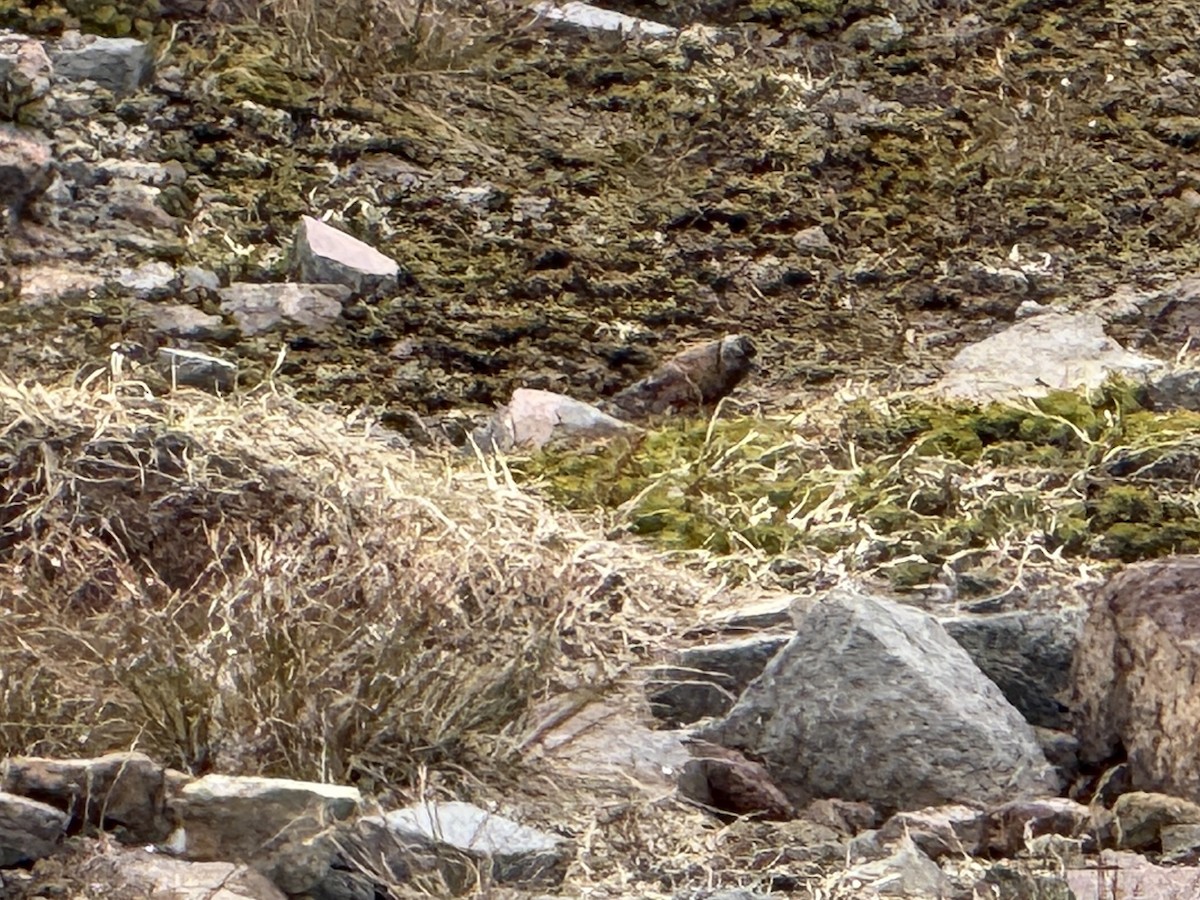 Gray-crowned Rosy-Finch - ML638203894