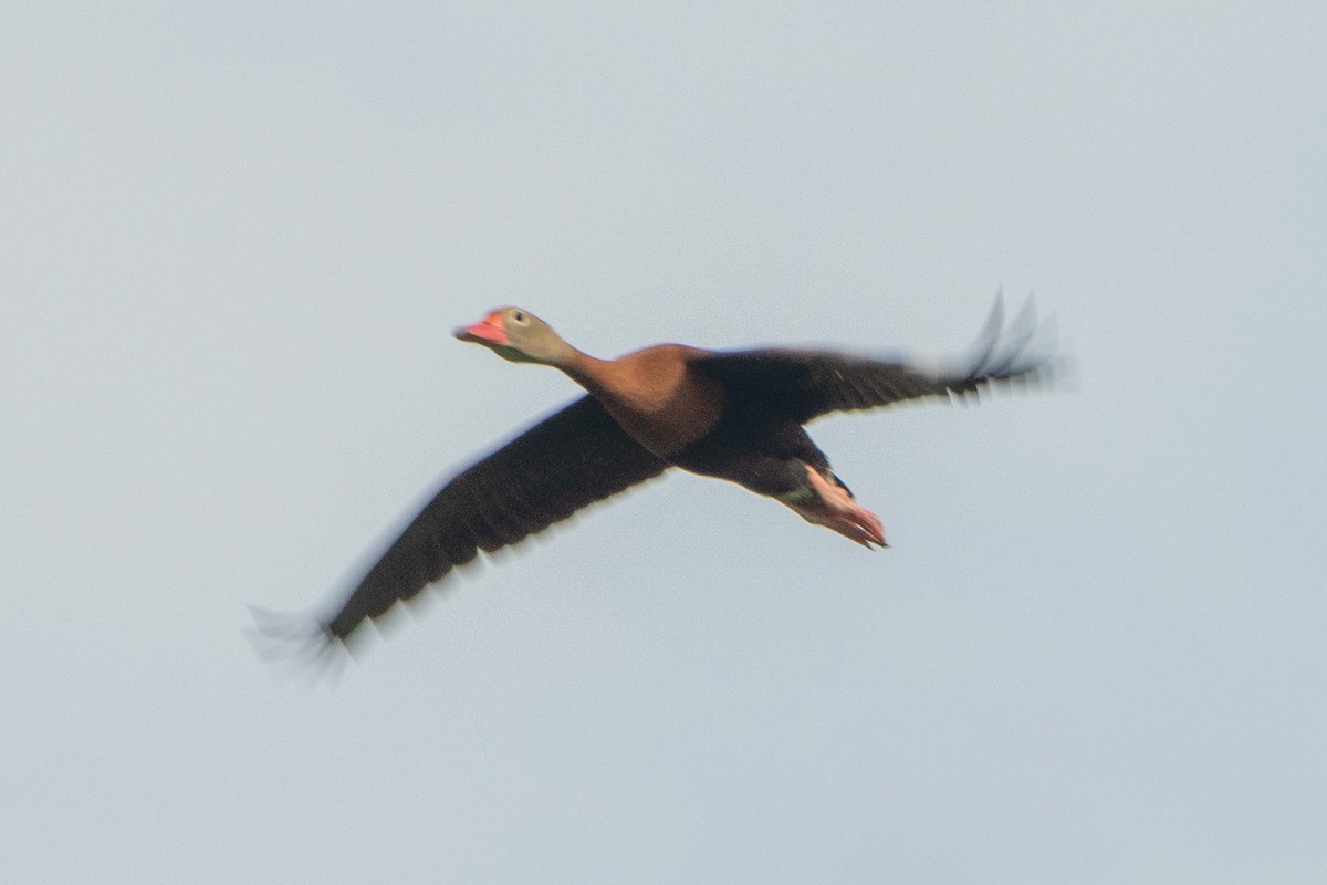 Black-bellied Whistling-Duck - ML638203897