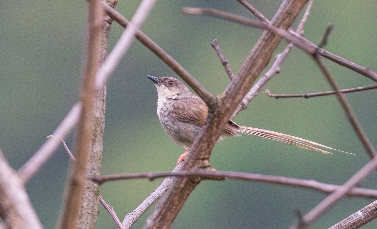 Himalayan Prinia - ML638203899