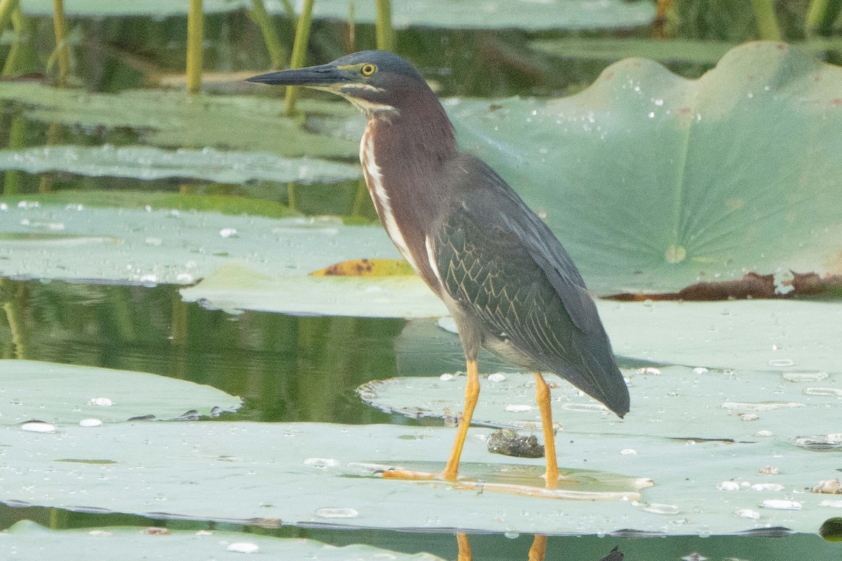Green Heron - ML638203901
