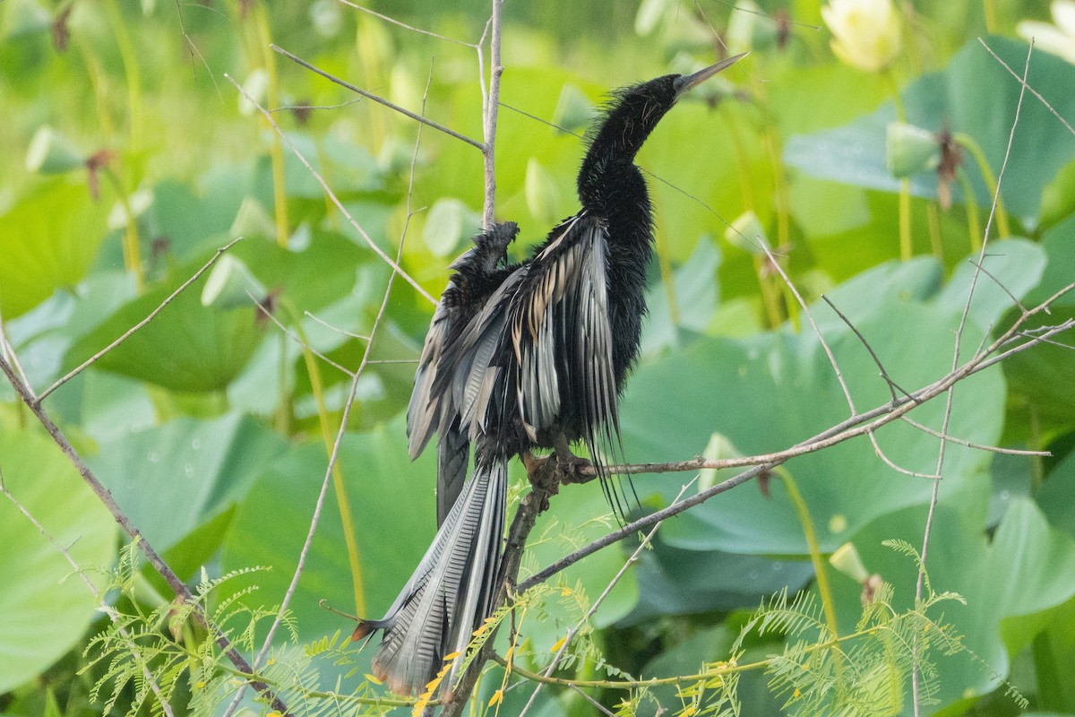 Anhinga - ML638203907