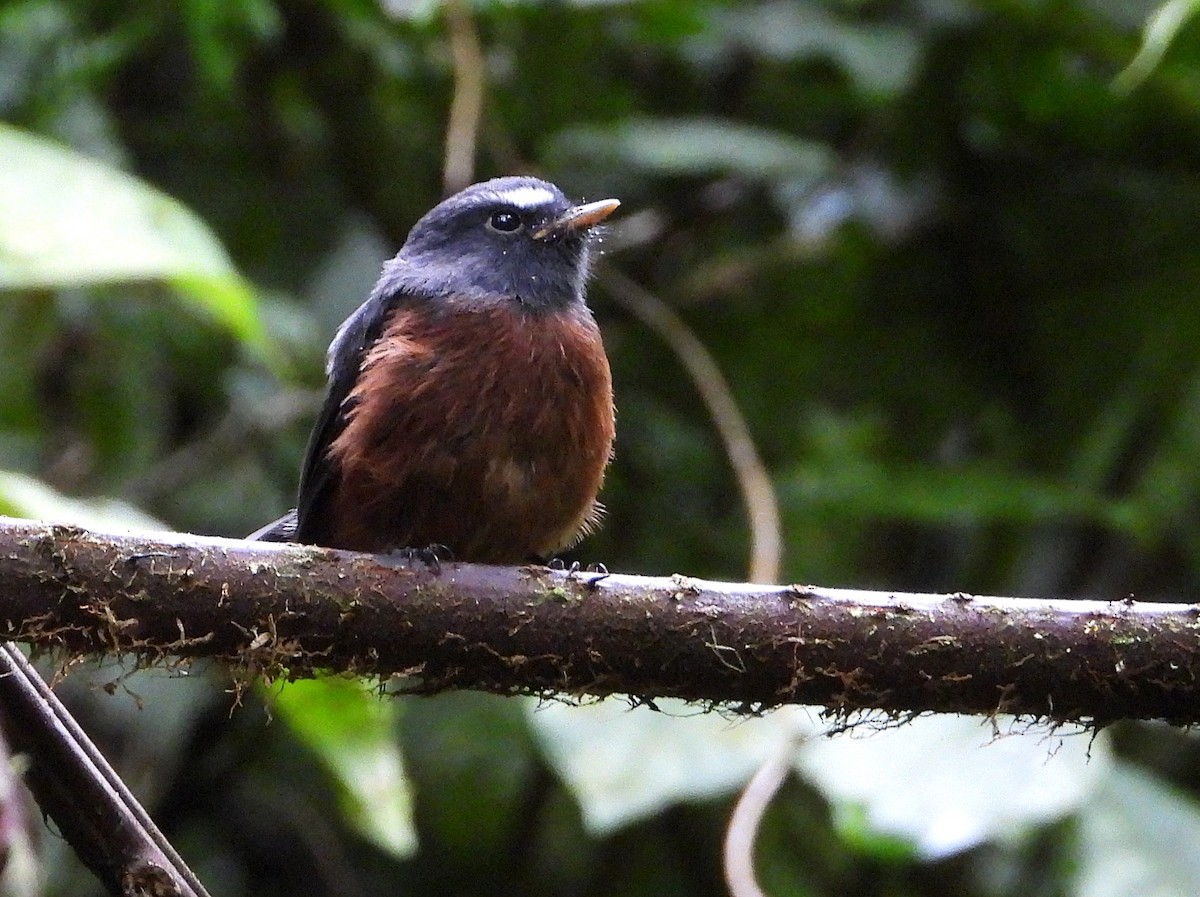 Chestnut-bellied Chat-Tyrant - ML638203913