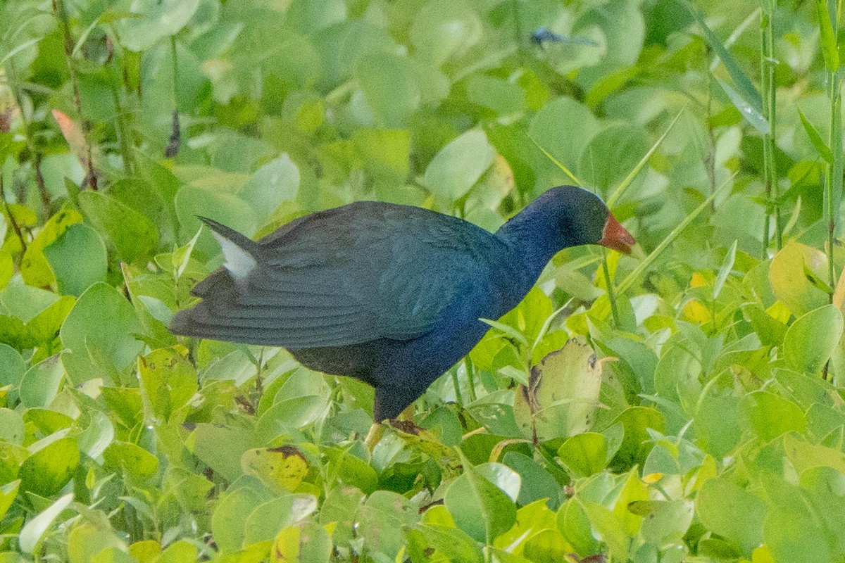 Purple Gallinule - ML638203915