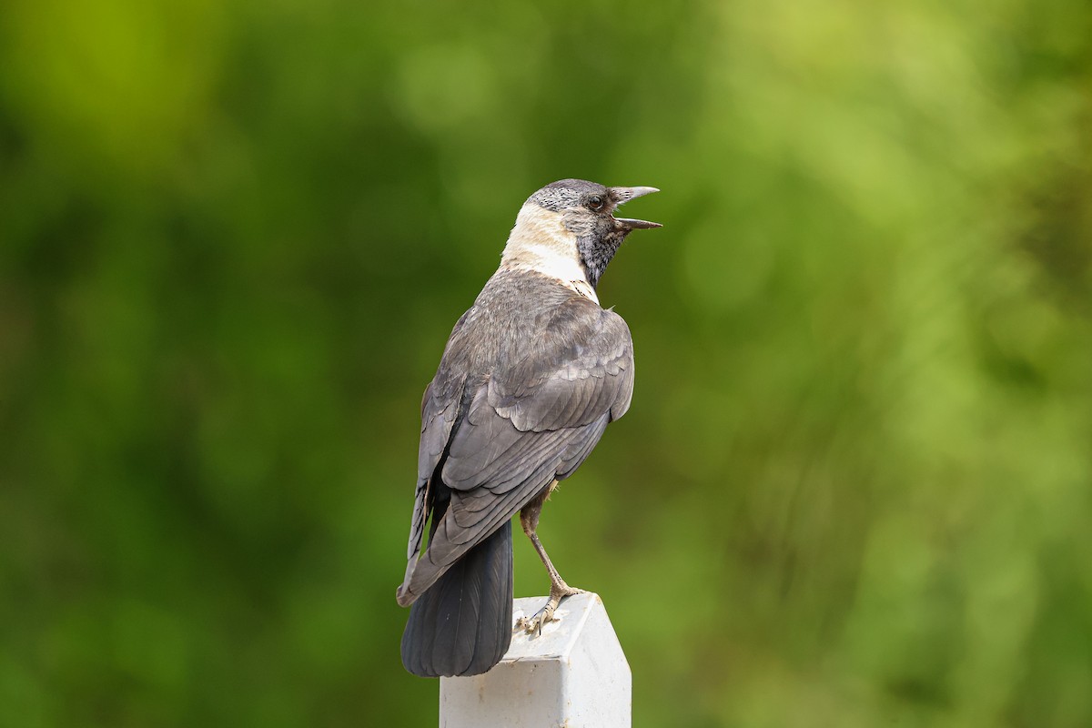 Daurian Jackdaw - ML638203922