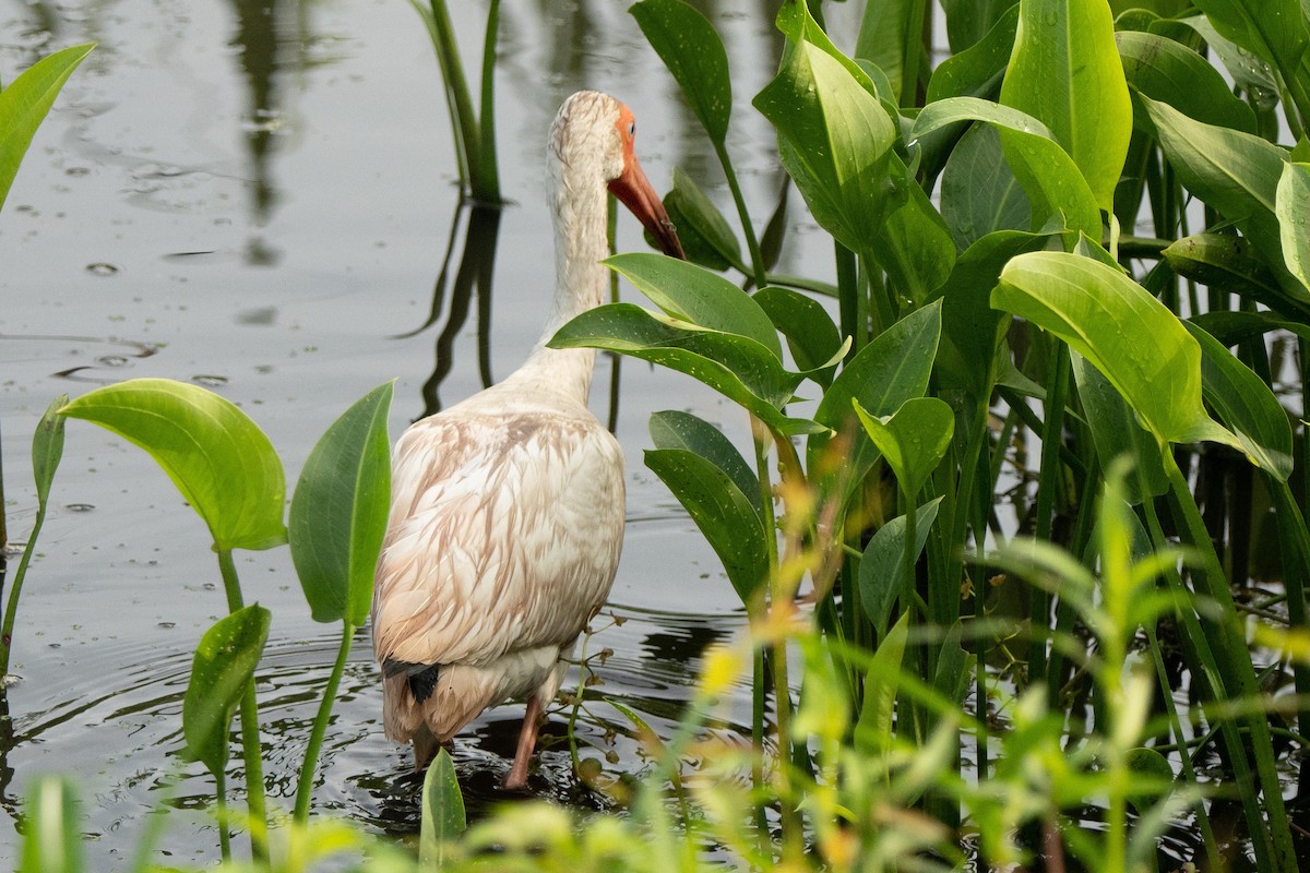 White Ibis - ML638203928