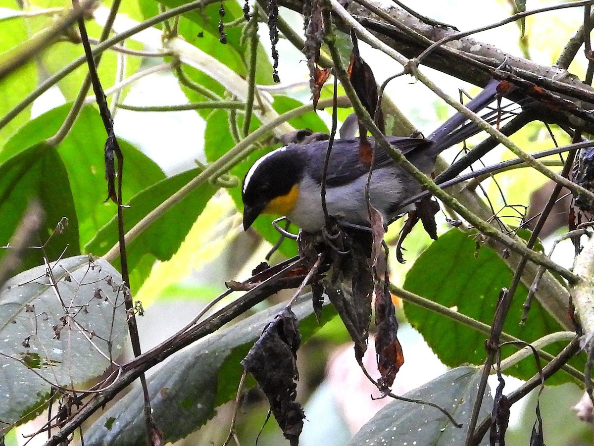 White-naped Brushfinch - ML638203936