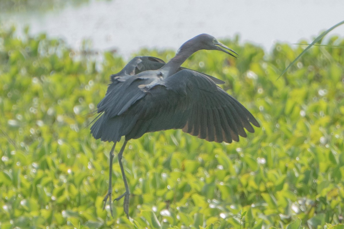 Little Blue Heron - ML638203938