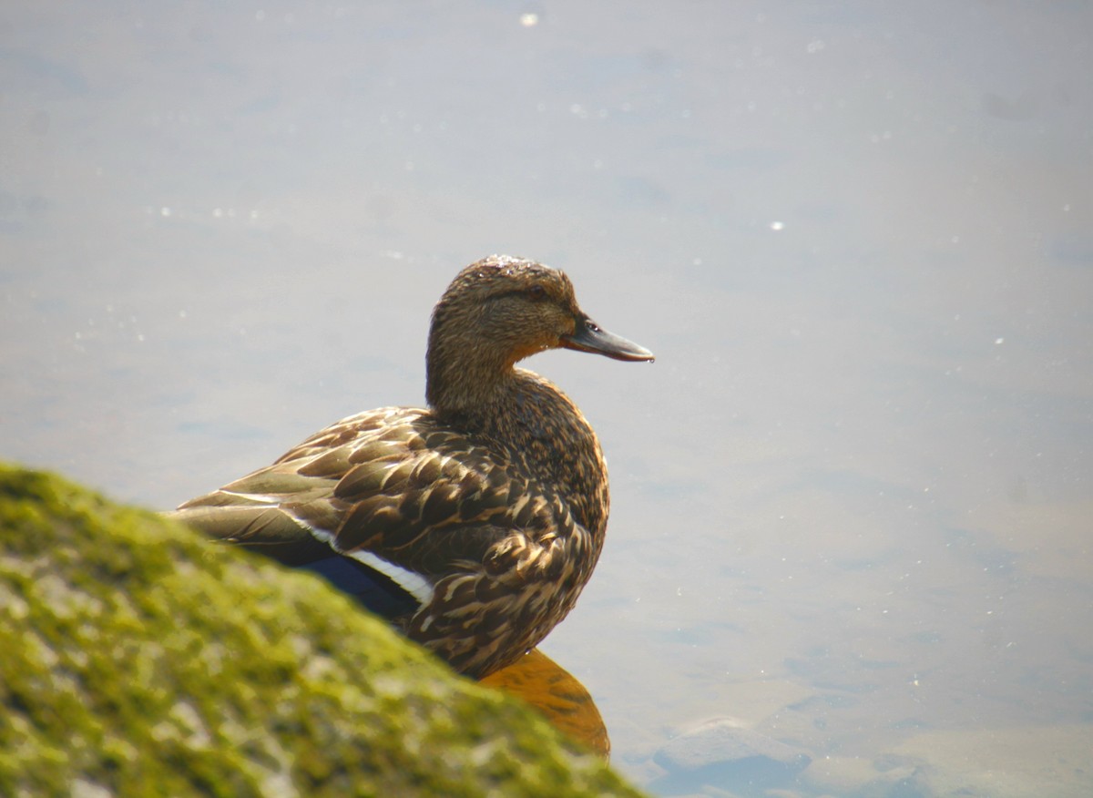 Mallard x American Black Duck (hybrid) - ML638203941