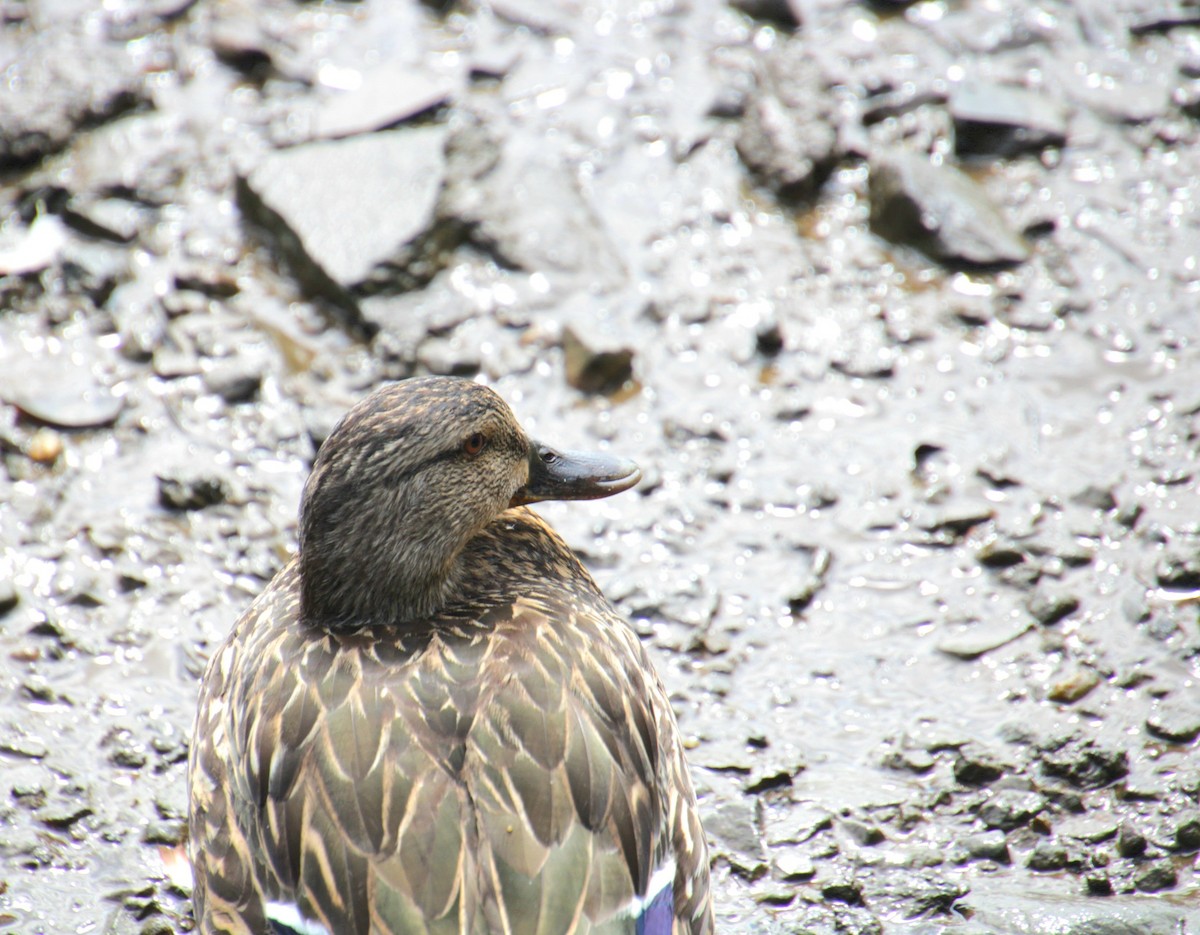 Mallard x American Black Duck (hybrid) - ML638203946
