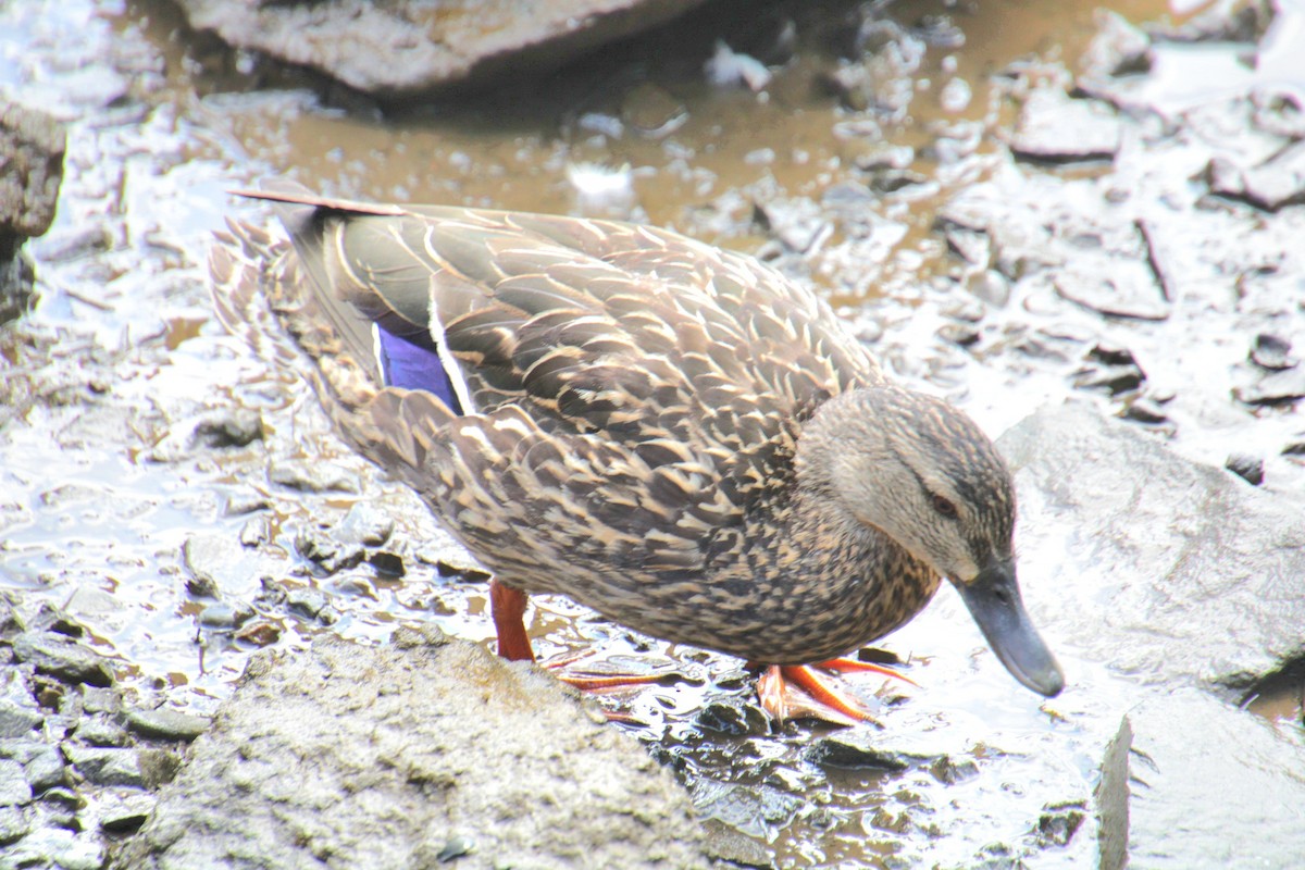 Mallard x American Black Duck (hybrid) - ML638203955