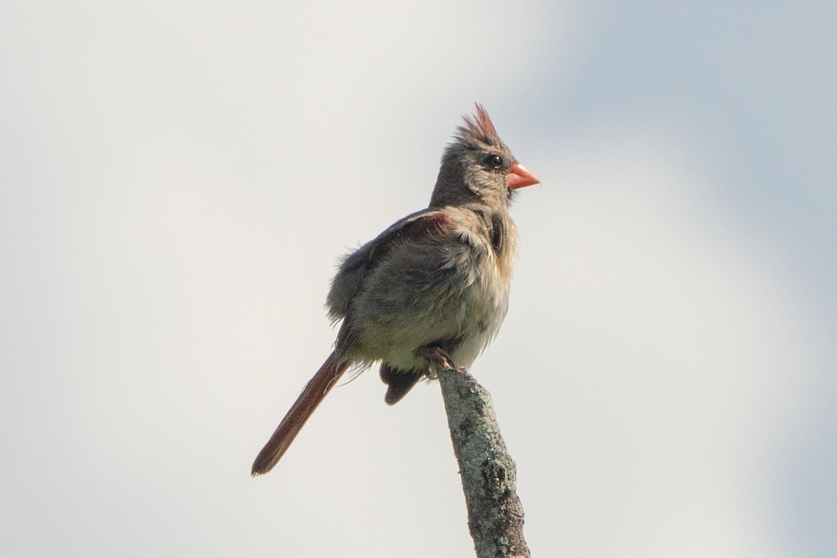 Northern Cardinal - ML638203965