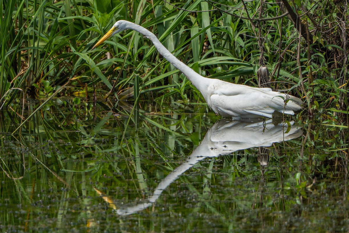 Great Egret - ML638203973