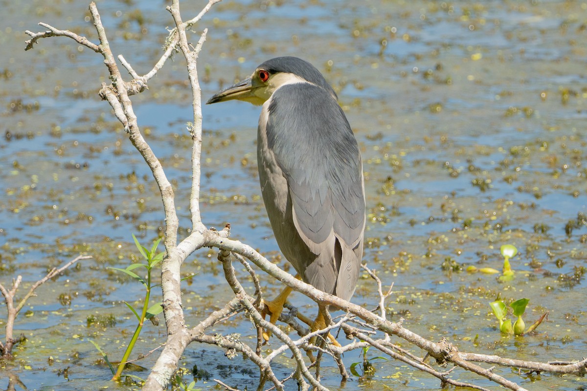 Black-crowned Night Heron - ML638203989