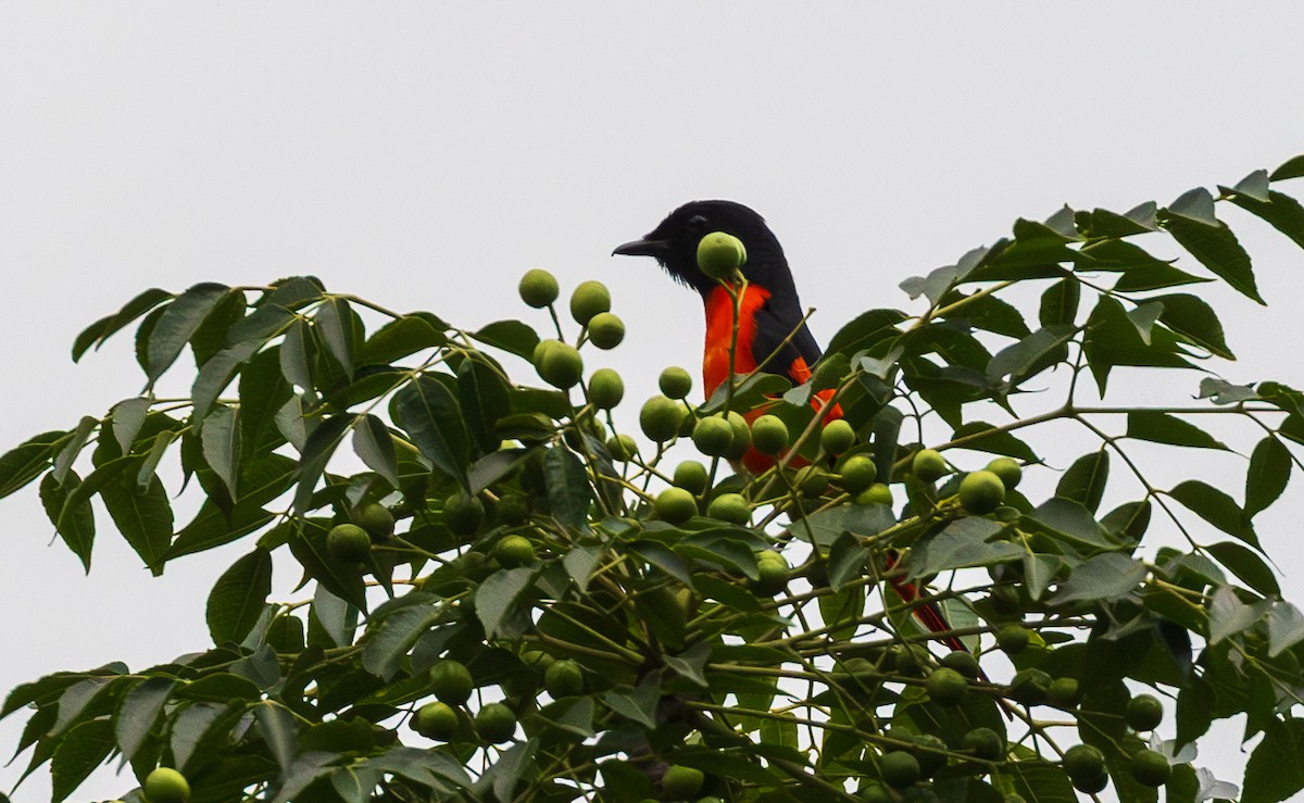 Kırmızı Minivet - ML638203995