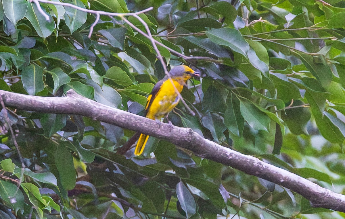 Kırmızı Minivet - ML638203999