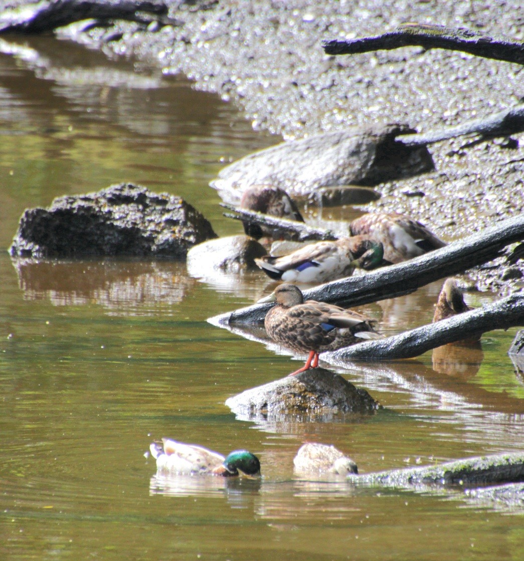 Mallard x American Black Duck (hybrid) - ML638204059