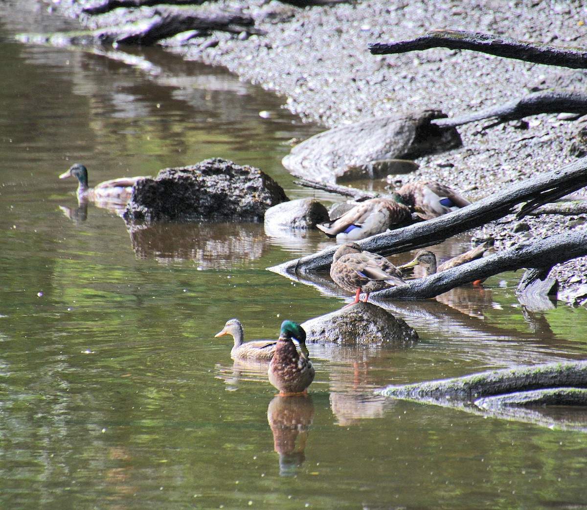 Mallard x American Black Duck (hybrid) - ML638204061