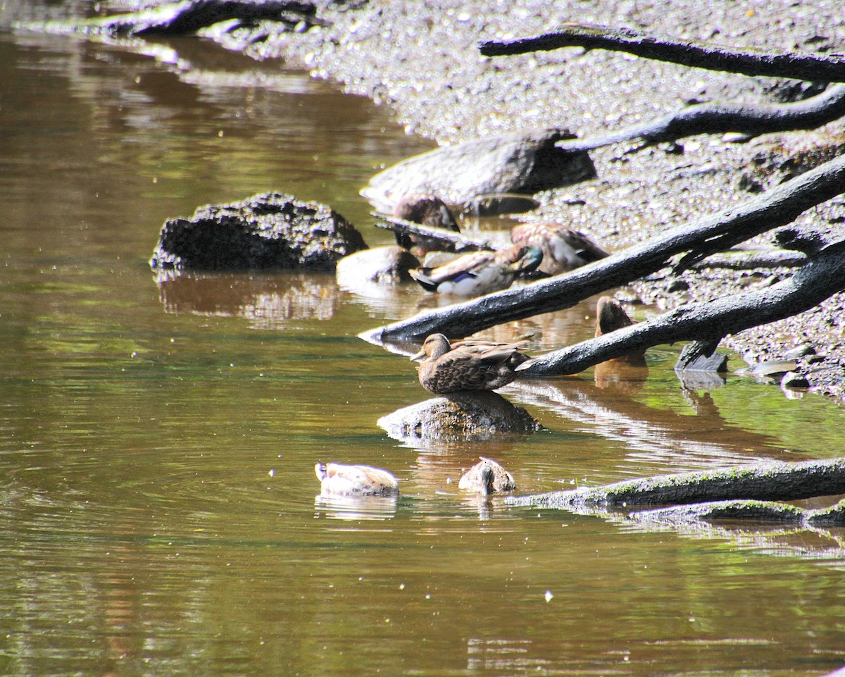 Mallard x American Black Duck (hybrid) - ML638204064