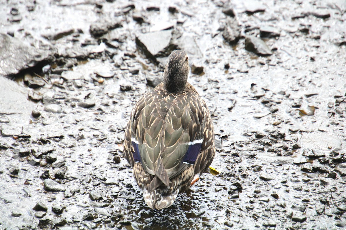Mallard x American Black Duck (hybrid) - ML638204067