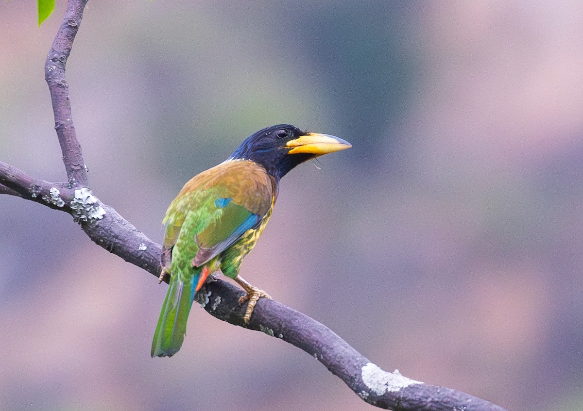 Great Barbet - ML638204184