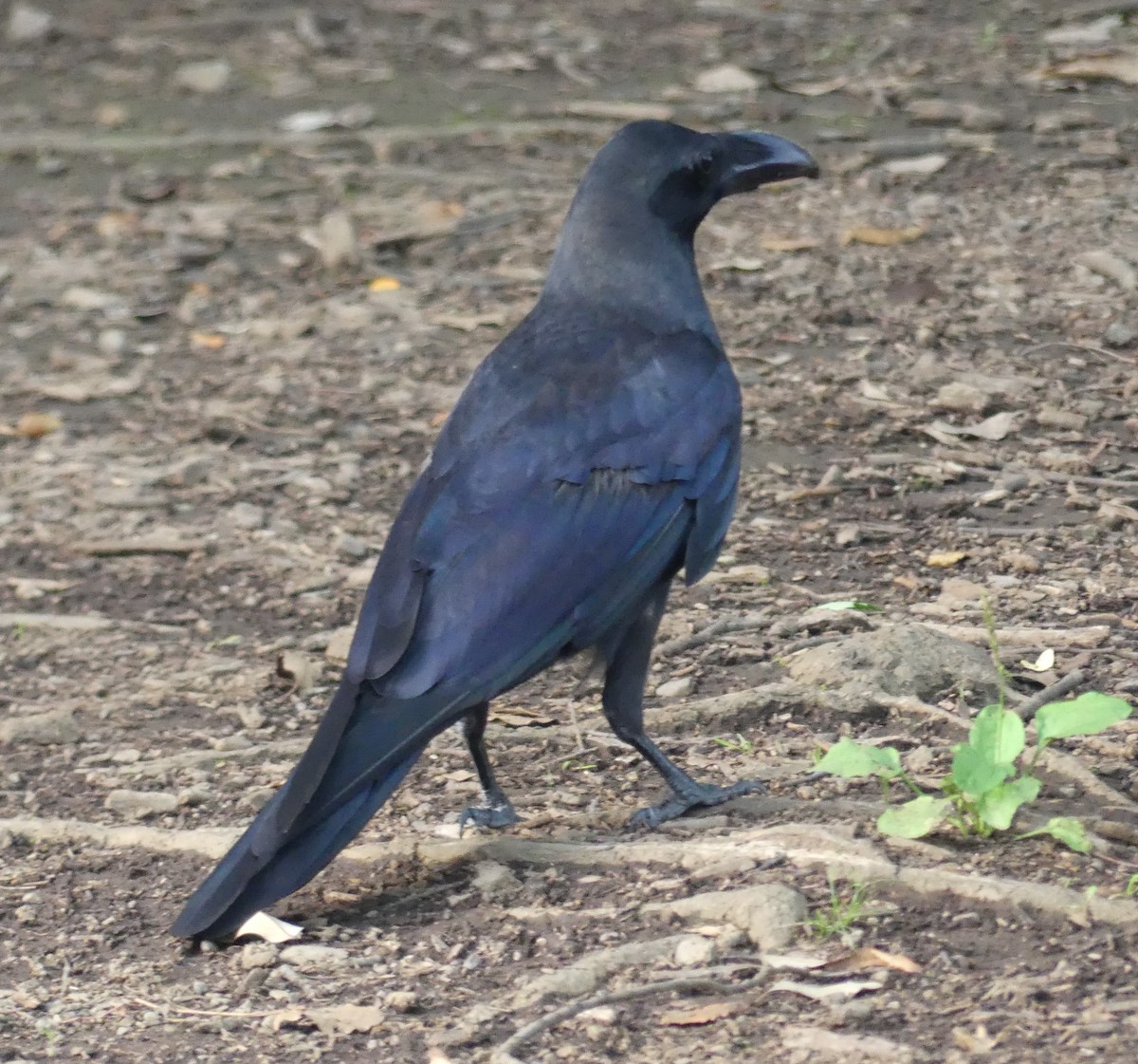 Large-billed Crow (Large-billed) - ML638204248